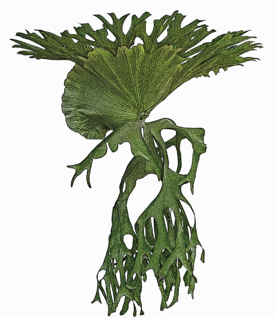 Staghorn fern Platycerium bifurcatum aka elkhorn fern, antelope ears