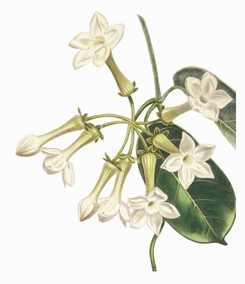 Stephanotis Stephanotis floribunda aka Madagascar jasmine, bridal wreath