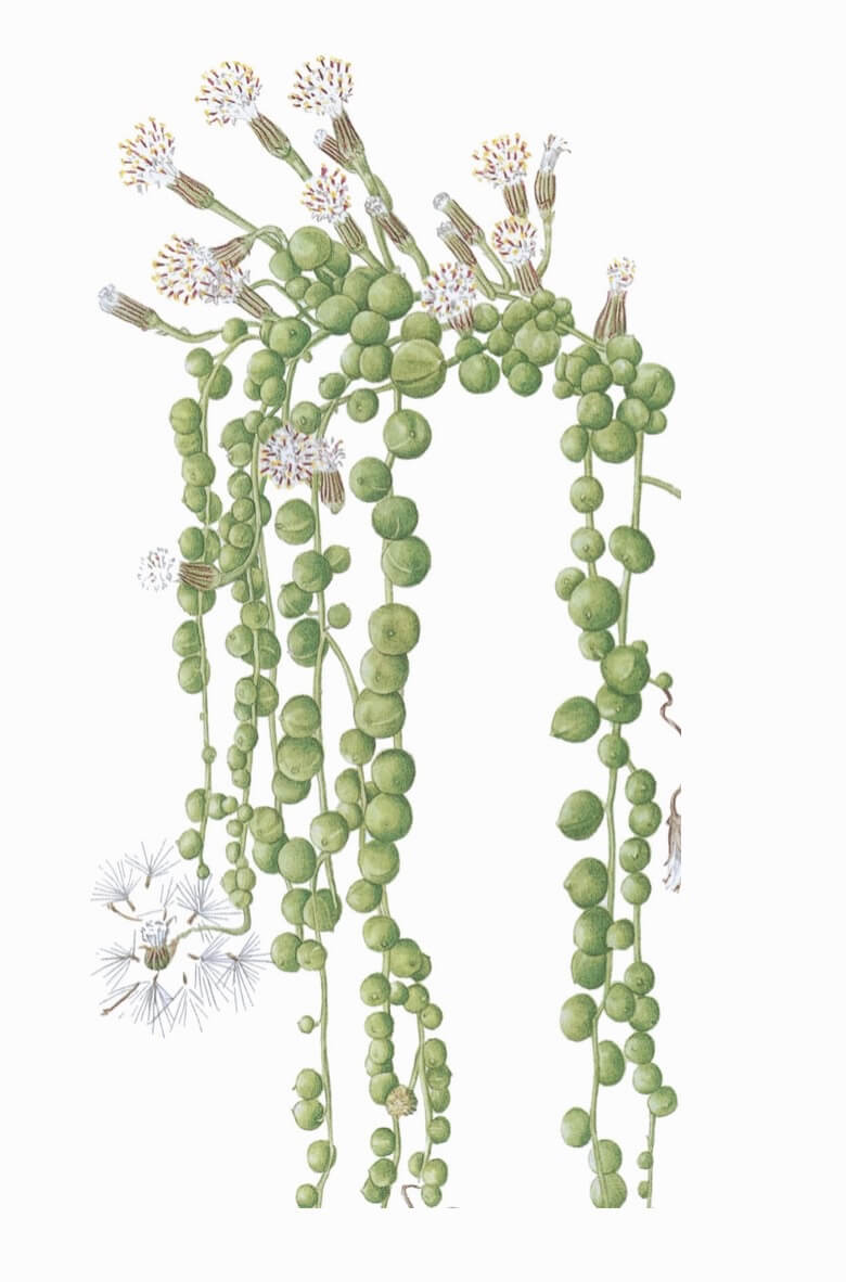 String of pearls Kleinia rowleyana aka string of beads