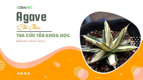 Tra cứu tên khoa học của các loài cây thuộc chi Agave (chi Thùa) bằng hình ảnh