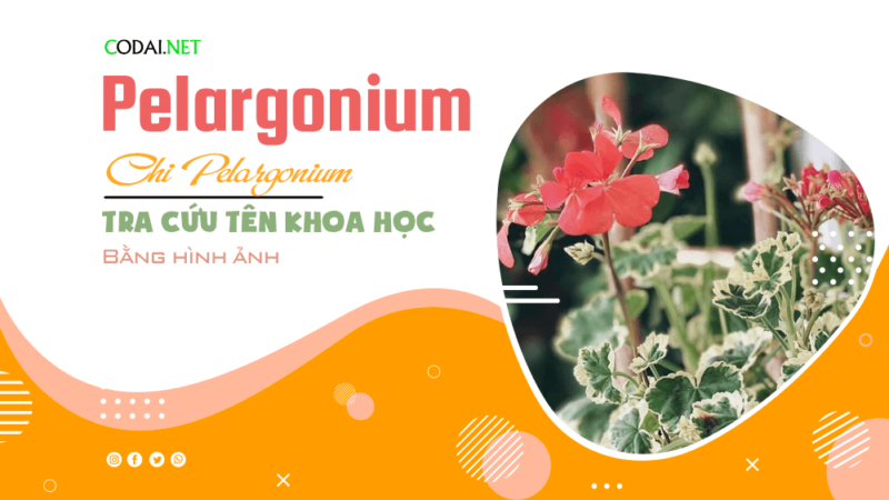 Tra cứu tên khoa học của các loài cây thuộc chi Pelargonium bằng hình ảnh