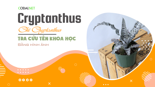 Tra cứu tên khoa học của các loài cây thuộc chi Cryptanthus bằng hình ảnh