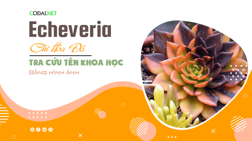 Tra cứu tên khoa học của các loài cây thuộc chi Echeveria (chi Hoa Đá) bằng hình ảnh