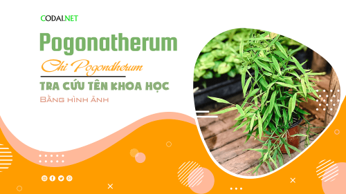 Tra cứu tên khoa học của các loài cây thuộc chi Pogonatherum bằng hình ảnh