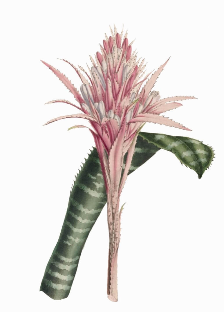Urn plant - Aechmea fasciata aka silver vase, scarlet star