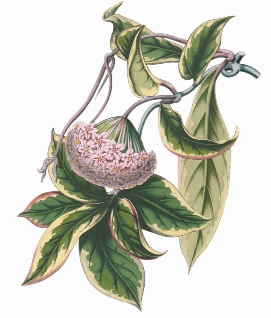 Wax flower Hoya carnosa aka wax vine, porcelain flower, Hindu rope plant