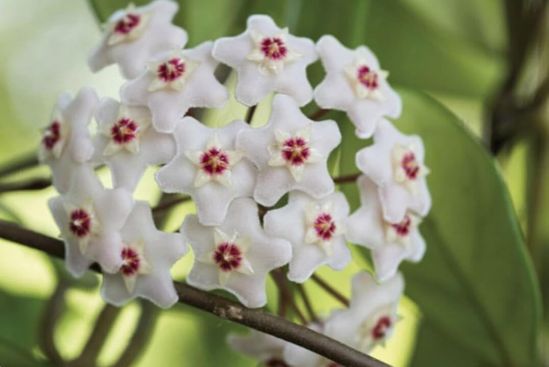 Wax flower Hoya carnosa aka wax vine, porcelain flower, Hindu rope plant
