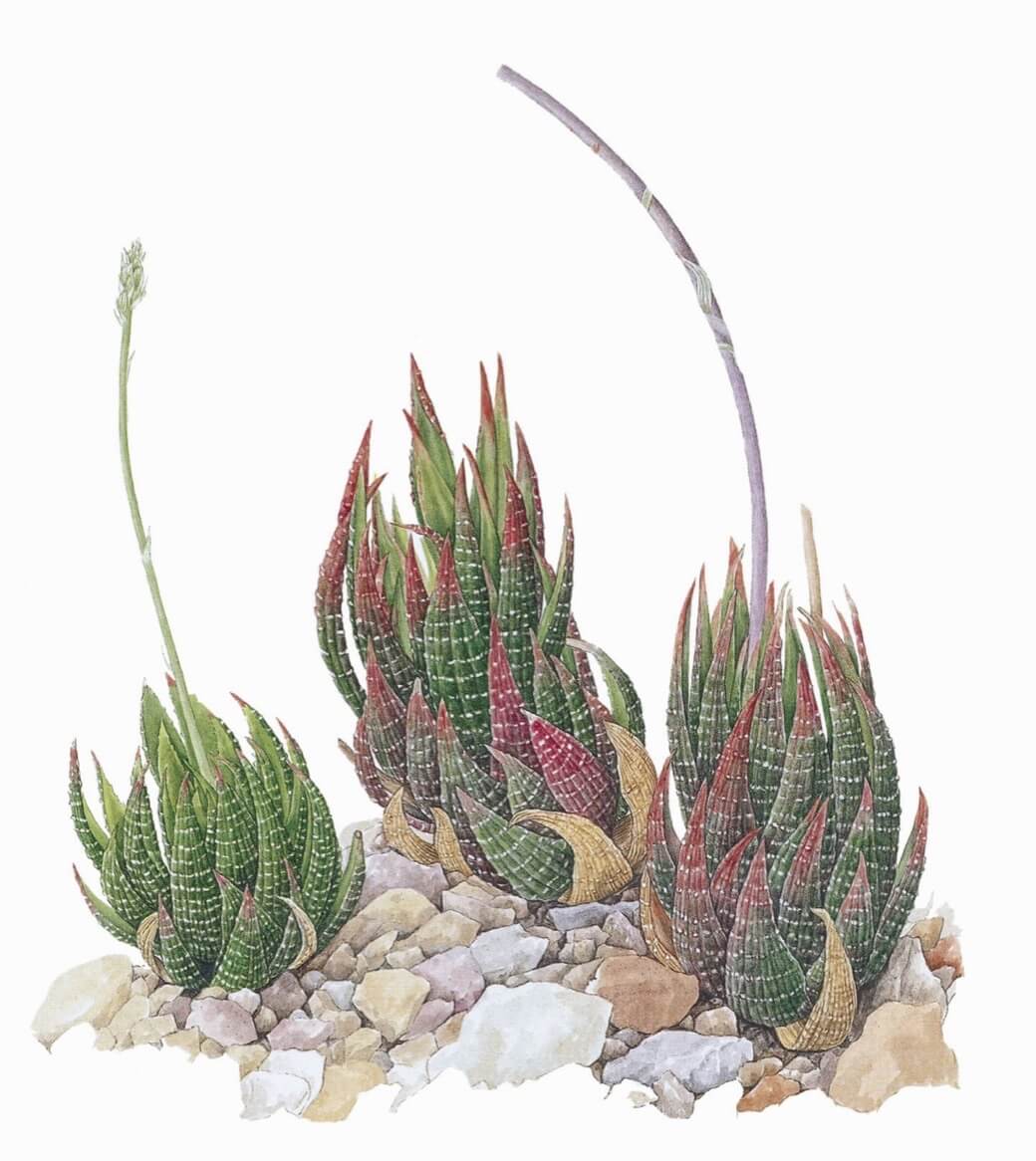 Zebra cactus Haworthia fasciata aka pearl plant, star window plant