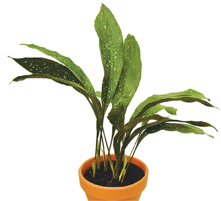 Barroom Plant, Cast Iron Plant, Iron Plant, Parlor Plant Aspidistra elatior Earlier known as Aspidistra lurida, this evergreen perennial has glossy, dark-green, oblong to lance-shaped leaves, up to 20in (50cm) long. The variegated form (Aspidistra elatior ‘Variegata’) has green leaves with whitish-cream stripes.   Height: 12–15in (30–38cm) Spread: 1 ½–2ft (45–60cm) Winter: 45–50°F (7–10°C). Direct light without full sun Summer: 50–59°F (10–15°C). Indirect light or light shade Care: In winter, keep compost slightly moist; in summer, water freely and feed every 3–4 weeks. Repot in spring when roots fill the pot, usually every 2–3 years. Propagation: Divide congested plants in spring or early summer, when being repotted. Until established, place in 50°F (10°C).