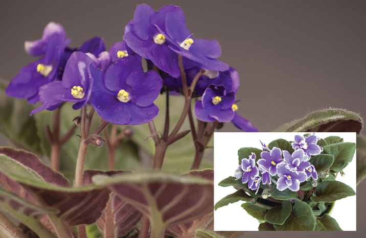African Violet, Usambava Violet: Saintpaulia ionantha