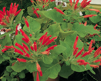 Cardinal Flower: Sinningia cardinalis