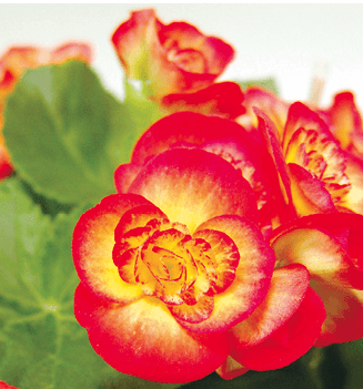 Begonia—Elatior type