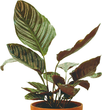 Brain Plant, Cathedral Plant, Cathedral Windows, Peacock Plant: Calathea makoyana