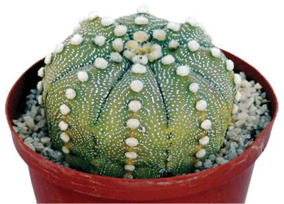 Sand Dollar, Sand Dollar Cactus, Sea Urchin Cactus, Silver Dollar: Astrophytum asterias