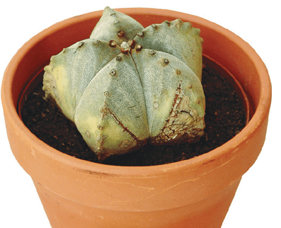 Bishop’s Cap Cactus, Bishop’s Hood, Monk’s-Hood: Astrophytum myriostigma