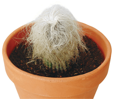 Old Man Cactus: Cephalocereus senilis