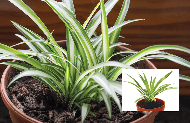 Ribbon Plant, Saint Bernard’s Lily, Spider Ivy, Spider Plant, Walking Anthericum: Chlorophytum comosum
