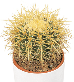 Barrel Cactus, Golden Ball, Golden Ball Cactus, Golden Barrel Cactus: Echinocactus grusonii