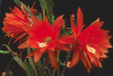 Orchid Cactus, Pond Lily Cactus: Epiphyllum ackermannii