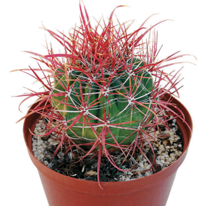 Compass Barrel Cactus: Ferocactus acanthodes