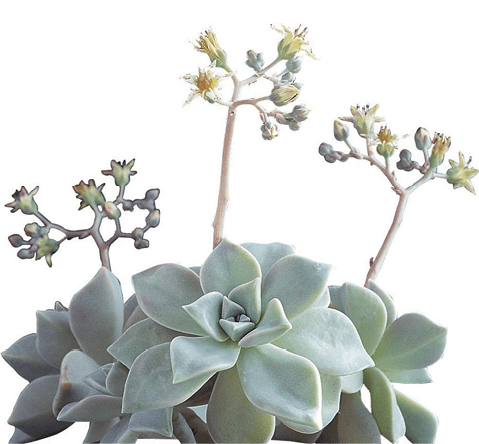 Ghost Plant, Mother-of-Pearl Plant: Graptopetalum paraguayense