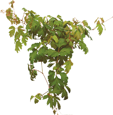Grape Ivy, Natal Vine, Venezuela Treebine: Cissus rhombifolia