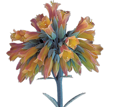 Chandelier Plant: Kalanchoe delagoensis