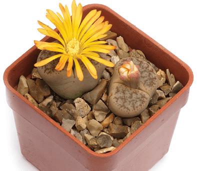 Flowering Stone, Living Stone, Mimicry Plant, Stoneface: Lithops pseudotruncatella