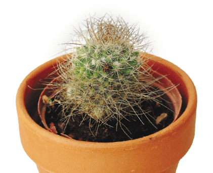 Powder Puff Cactus: Mammillaria bocasana