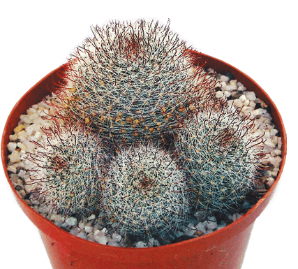 Scarlet Ball Cactus: Notocactus haselbergii