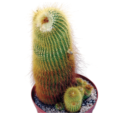 Golden Ball Cactus: Notocactus leninghausii