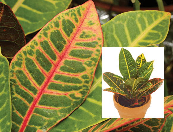 Croton, Joseph’s Coat, Variegated Laurel: Codiaeum variegatum var. pictum