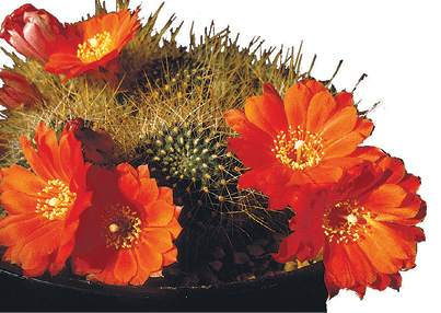 Crown Cactus: Rebutia kupperiana