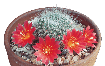 Crown Cactus, Fire-Crown Cactus: Rebutia senilis