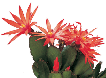 Easter Cactus: Rhipsalidopsis gaertneri