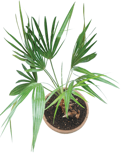 Dwarf Fan Palm, European Fan Palm, European Palm, Mediterranean Fan Palm: Chamaerops humilis