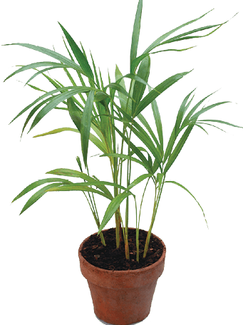 Areca Palm, Butterfly Palm, Cane Palm, Feather Palm, Golden Cane Palm, Yellow Palm: Chrysalidocarpus lutescens