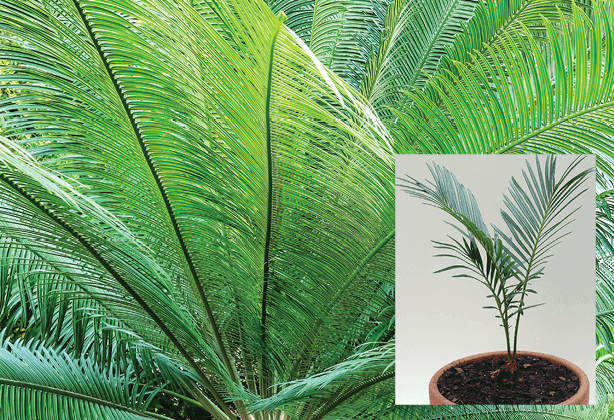False Palm, Japanese Fern Palm, Japanese Sago Palm, Sago Palm: Cycas revoluta