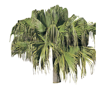 Chinese Fan Palm, Chinese Fountain Palm, Fan Palm: Livistona chinensis