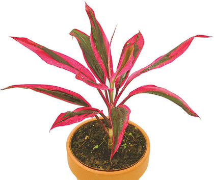 Flaming Dragon, Good Luck Plant, Hawaiian Good Luck Plant, Polynesian Ti, Red Dracaena, Ti Log, Ti Plant, Tree of Kings: Cordyline fruticosa
