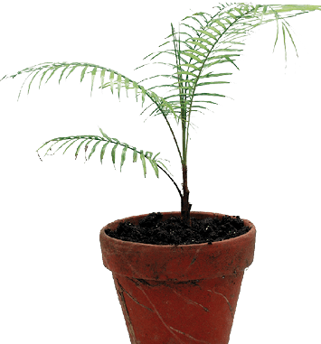 Dwarf Coconut Palm, Weddel Palm: Lytocaryum weddellianum