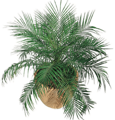 Miniature Date Palm, Pygmy Date Palm, Roebelin Palm: Phoenix roebelenii