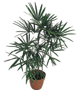 Bamboo Palm, Broad-Leaved Lady Palm, Fern Rhapis, Ground Rattan, Little Lady Palm, Miniature Fan Palm: Rhapis excelsa