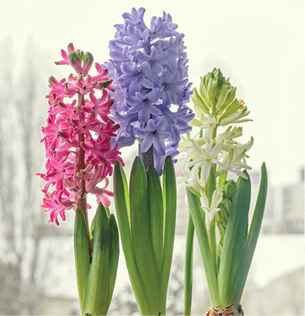 Common Hyacinth, Dutch Hyacinth: Hyacinthus orientalis