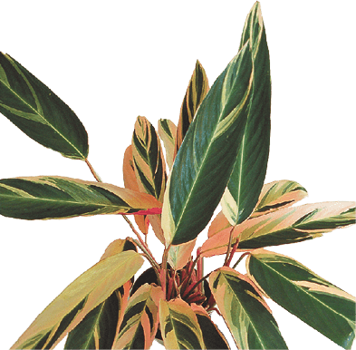 Never-Never Plant: Ctenanthe oppenheimiana