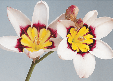 Harlequin Flower: Sparaxis tricolor