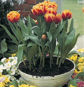 Tulips: Tulipa