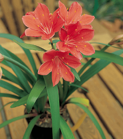 Scarborough Lily: Vallota speciosa