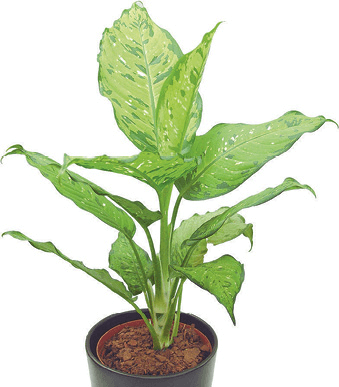 Dumb Cane, Leopard Lily, Spotted Dog Cane: Dieffenbachia maculata