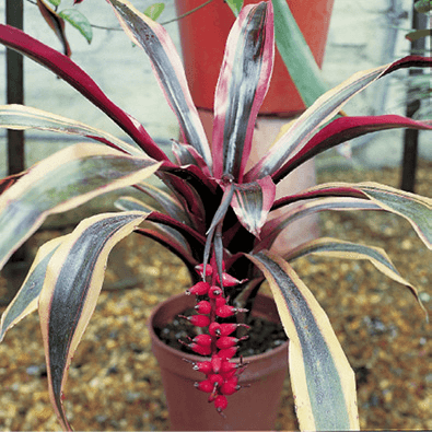 Lacquered Wine Cup: Aechmea ‘Foster’s Favorite’